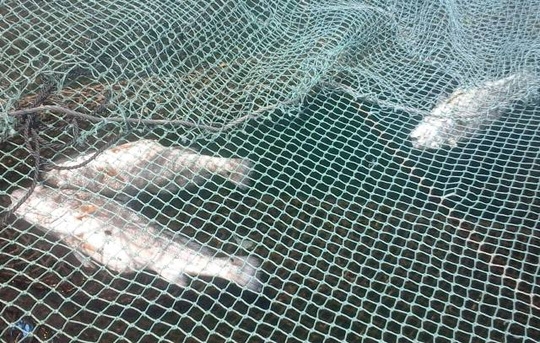 Cá chết hàng loạt ở Thanh Hóa do thủy triều đỏ 